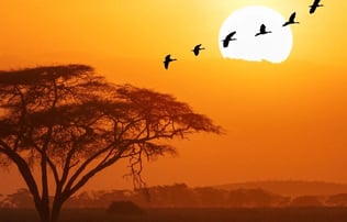 FLOW_Tendances_26_homepage