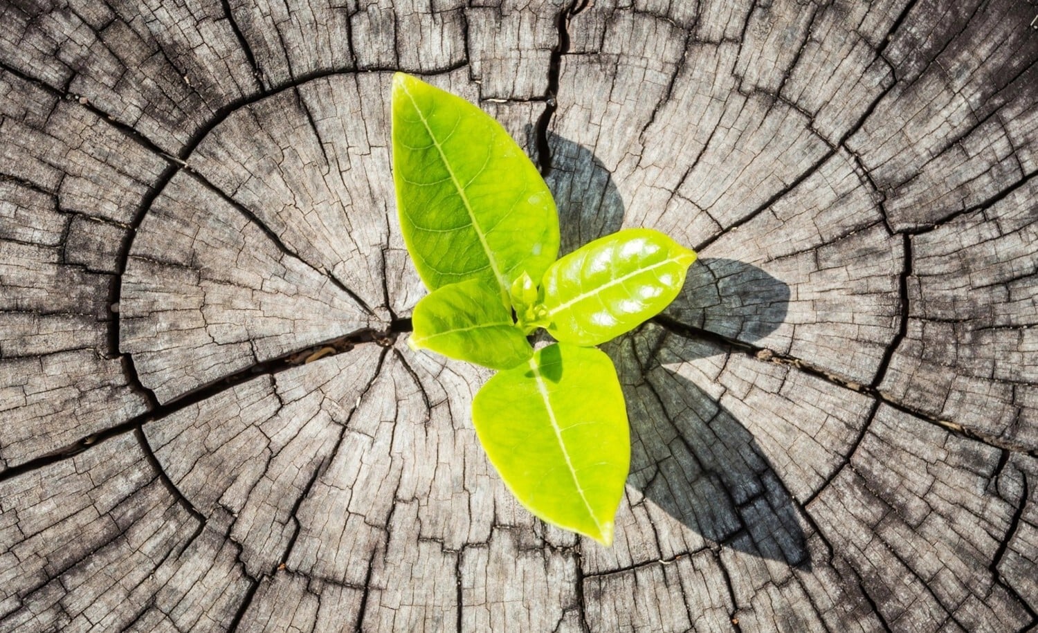 flow_focus_P2P_O2C_1 flow_focus_P2P_O2C_1